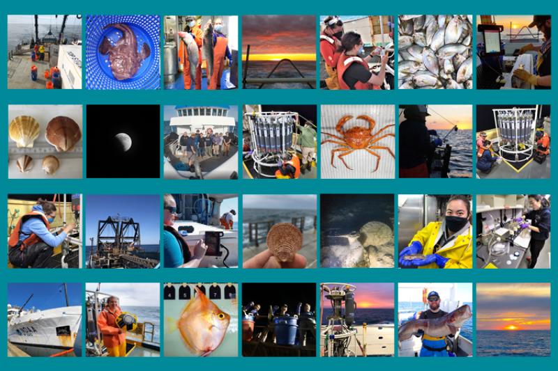 Collage of 2022 survey photos, fish, scientist, sunrise, ships, and equipment.
