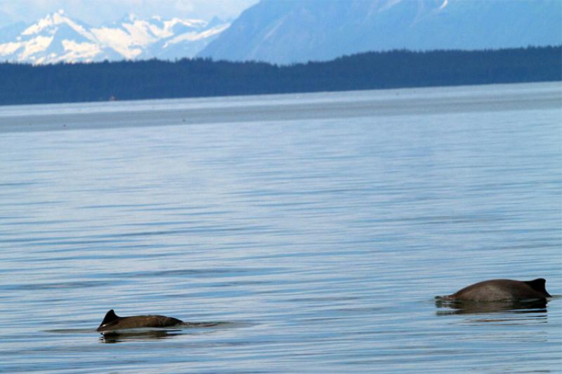 Dorsal fins of two porpoises swimming in water