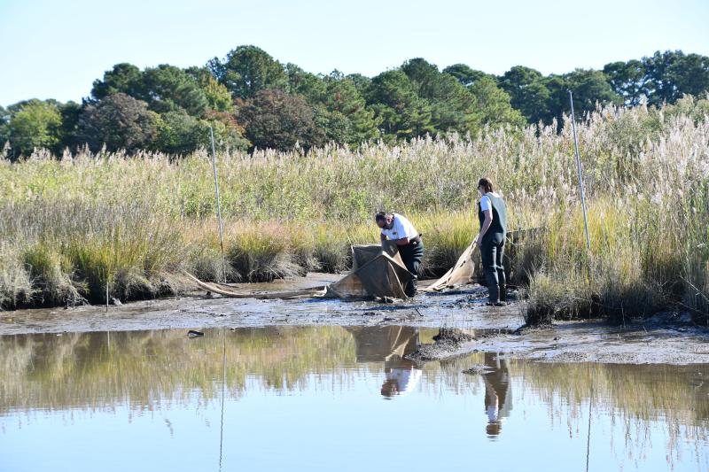 A man and a woman, both wearing hip waders, work with a fyke net at the edge of a marsh.