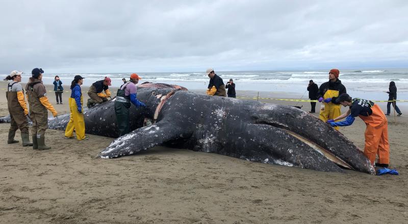 Stranding Network members perform an animal autopsy on a stranded gray whale that lies within a sectioned off area of the beach.