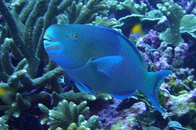 Large parrotfish. 