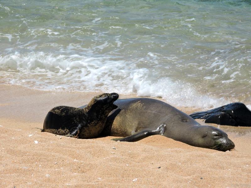 A Hawaiian monk seal rests on the beach at the edge of the waves with a small, darker pup by her side.