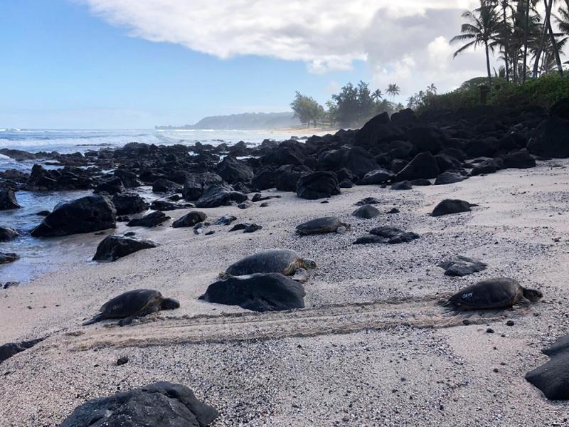 Four green sea turtles with white shell alpha-numerical markings bask or rest on a sandy beach next to a rocky coastline with palm trees, blue sky, and ocean waves in the distance.