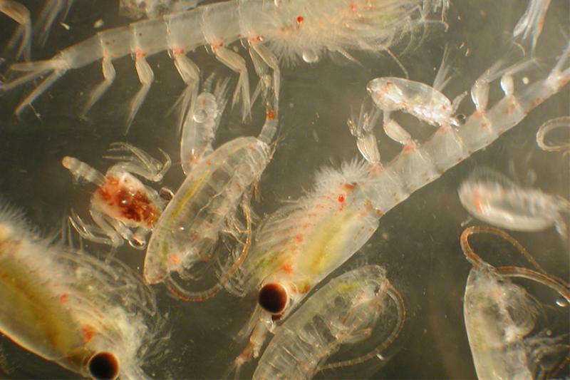Several zooplankton in a close up shot