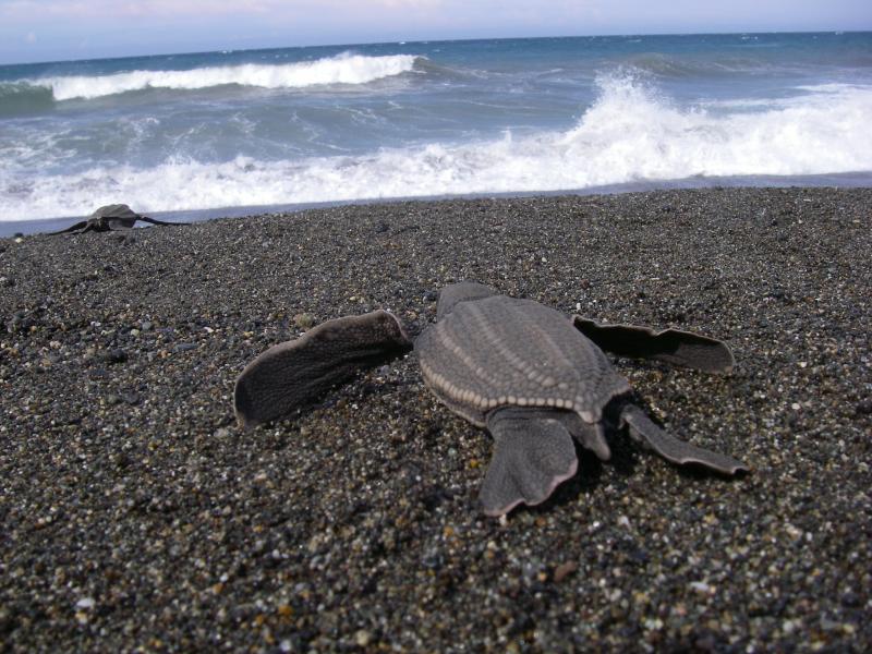 Leatherback turtle hatchling heading to the open ocean off Papua New Guinea. Photo: Scott Benson