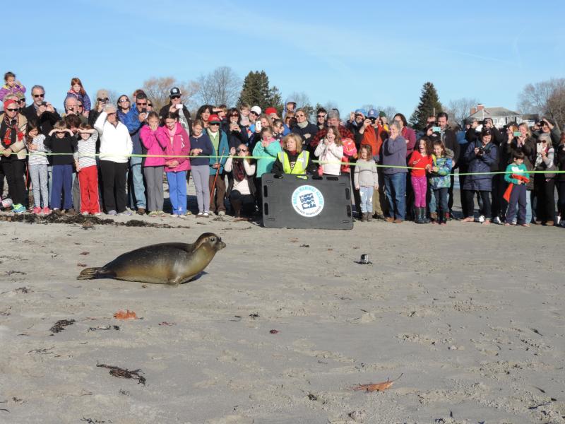 A harbor seal is released from a crate on a beach in New Hampshire. Several people watch from beyond the cordoned off area