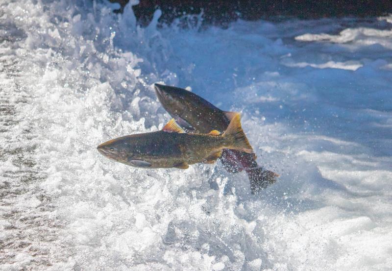Chinook salmon jump in frothy white water