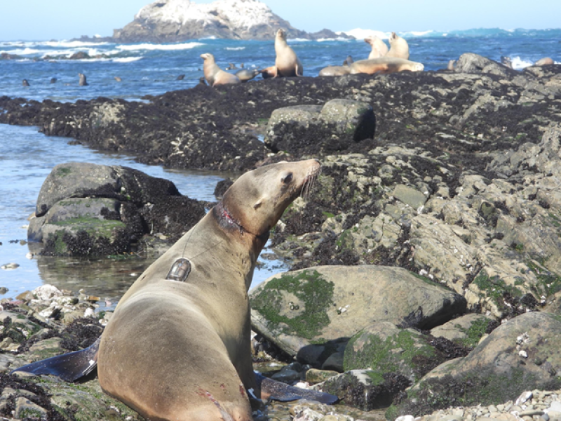 disentangled sea lion on beach with a satellite tag on back