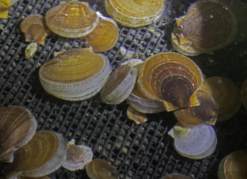Small marine animals called sea scallops with two light brown rounded shells and numerous blue eyes along the shell margins sit in clear seawater on the mesh bottom of an aquarium. 