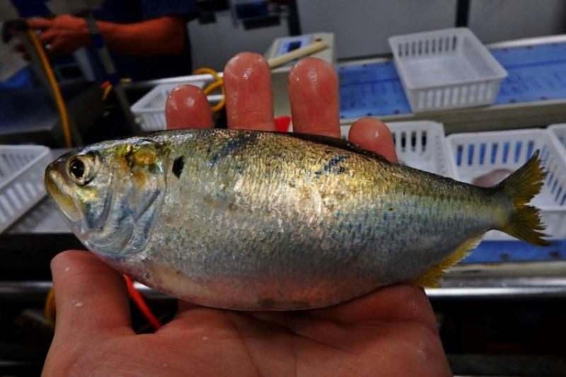 Gulf menhaden being held on a survey for sampling