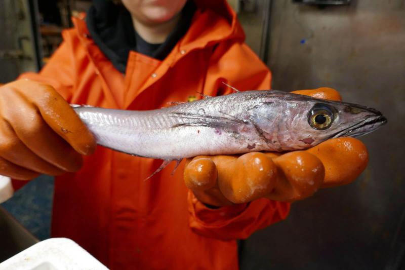 Young salmon held in a gloved hand