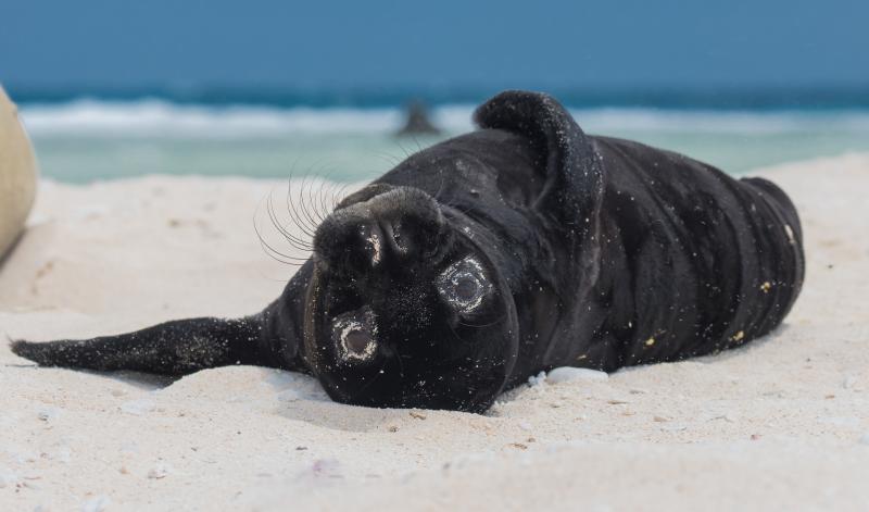 Black Hawaiian monk seal pup lies on its back, wide-eyed, on a sandy shore and looks into the camera. 