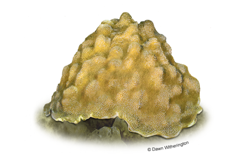 Illustration of an orange-brown boulder star coral resembling a big, lumpy boulder as it forms massive clumps. 