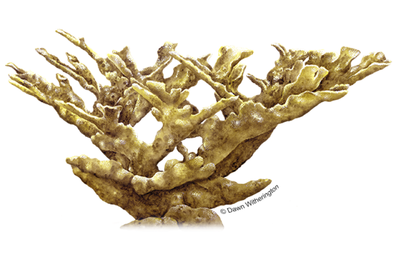 Illustration of a golden tan elkhorn coral with frond-like branches. 