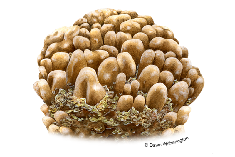 Illustration of tan and dark brown lobed star coral