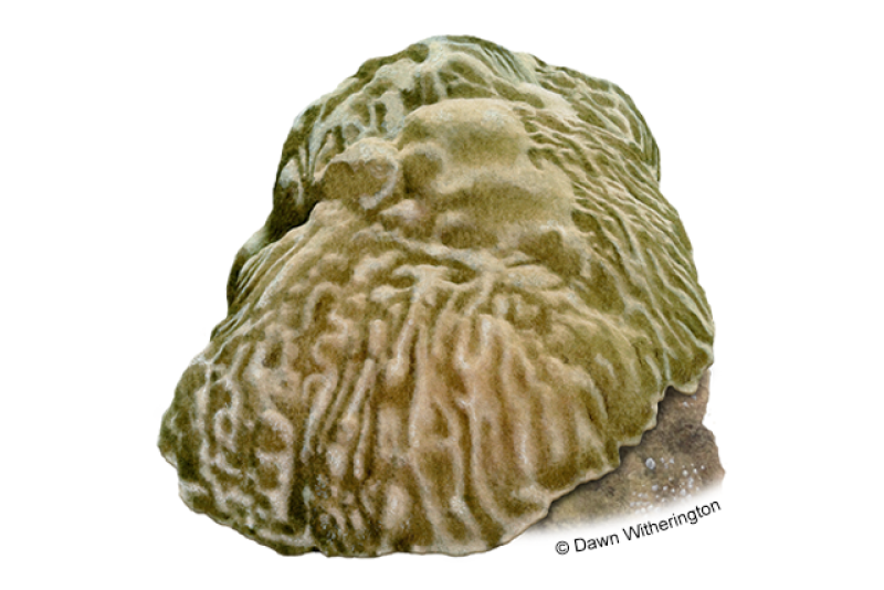 Illustration of a pale brown mountainous star coral that looks like a big mound with a skirt. Surface is smooth and undulating with small lumps, bulges, and lobes.