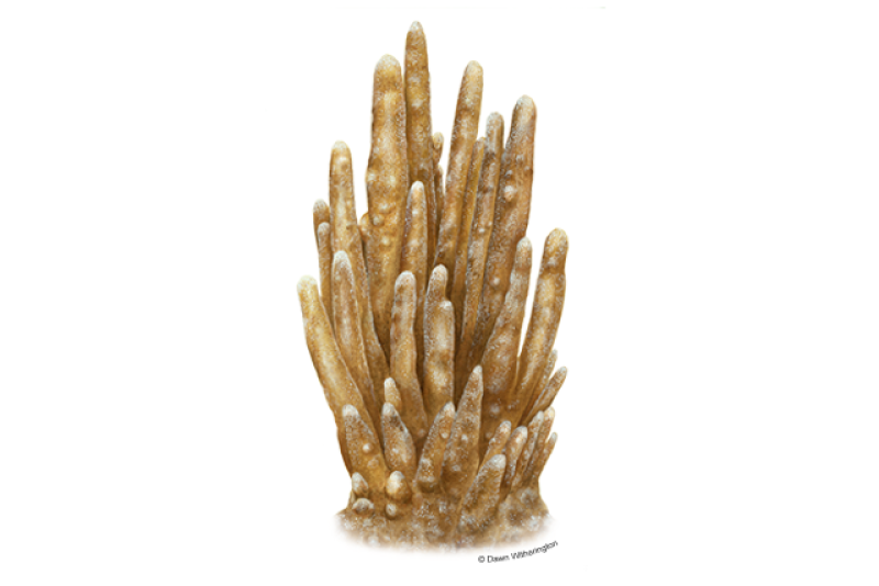 Illustration of a tall, tan pillar coral showing upward growth of branches.