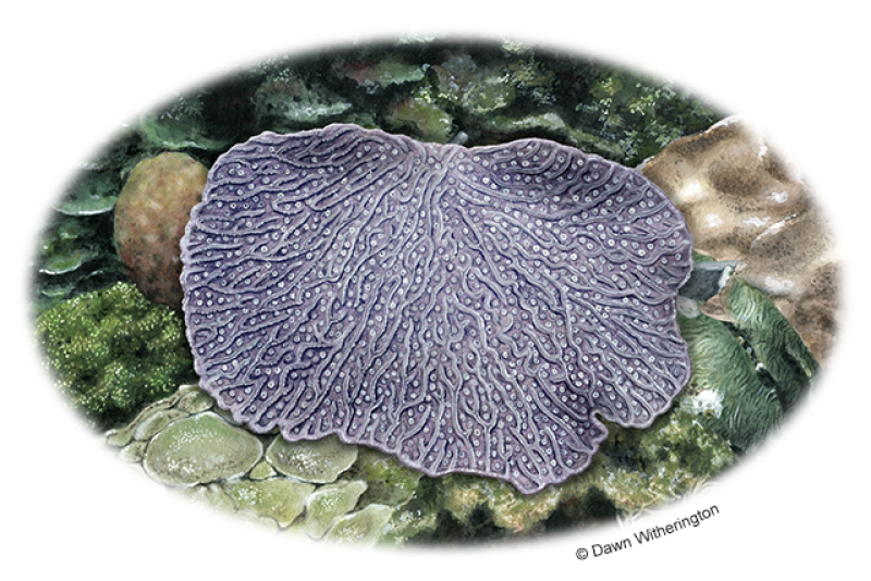 Illustration of a purplish gray rough cactus coral in the form of a thin plate with narrow valleys and short ridges connecting around polyp mouths.