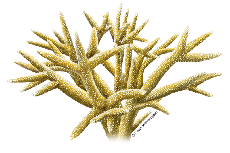 Staghorn Coral