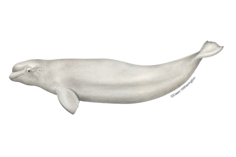 Side-profile illustration of white beluga whale with round, flexible "melon" head