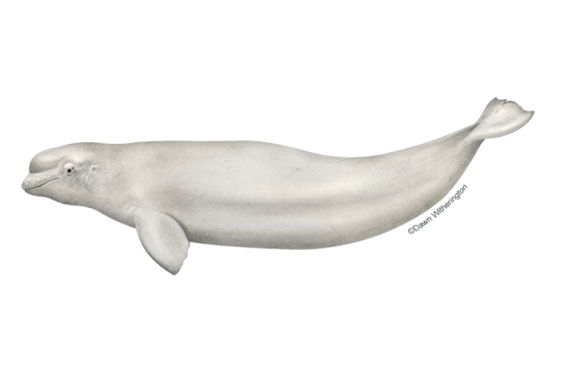 pago celestial Ajustarse Beluga Whale | NOAA Fisheries