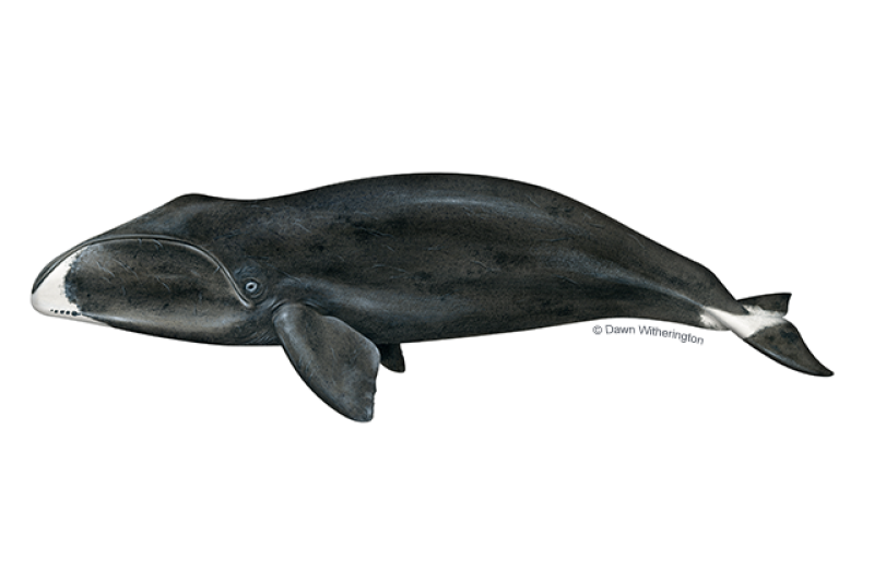Illustration of a black Bowhead whale with distinctive white chin and white details on tail.