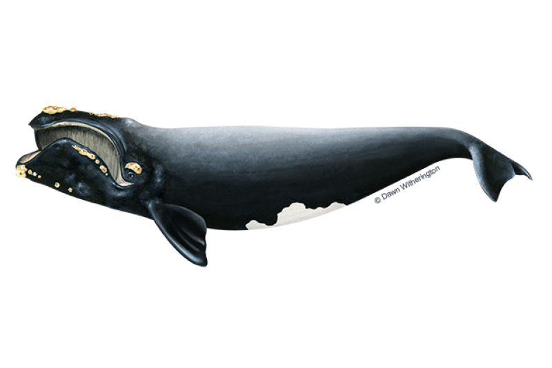 Side-profile illustration of North Atlantic right whale with mostly black, stocky body and no dorsal fin. Head shows knobby white patches of rough skin, called callosities.