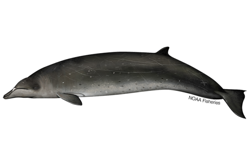 Illustration of Stejneger's beaked whale.