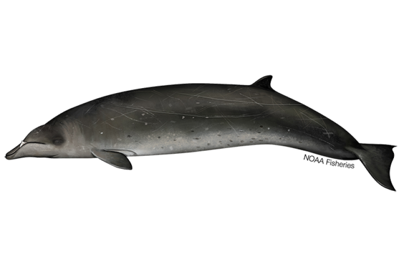 What Caused the Largest Known Mass Stranding of Stejneger's Beaked Whales?