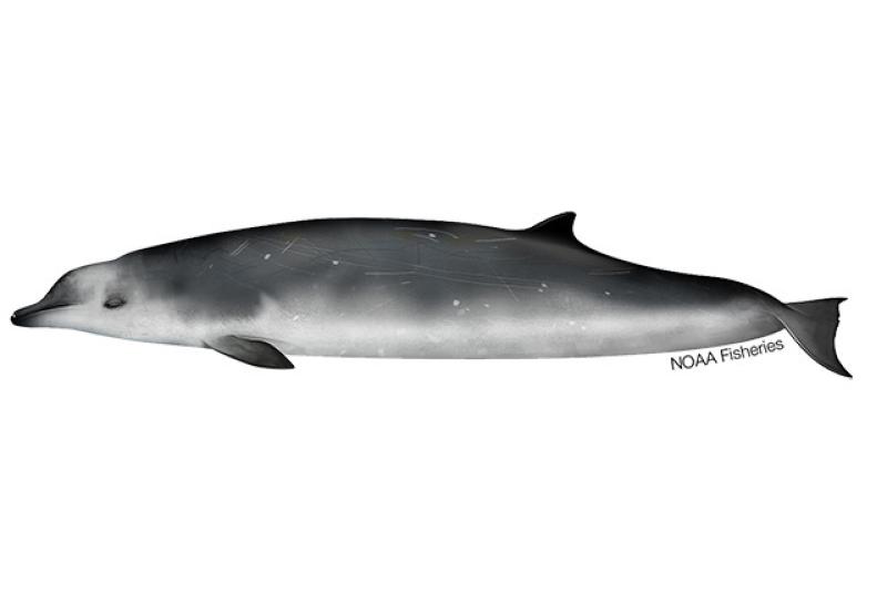 Illustration of True's beaked whale