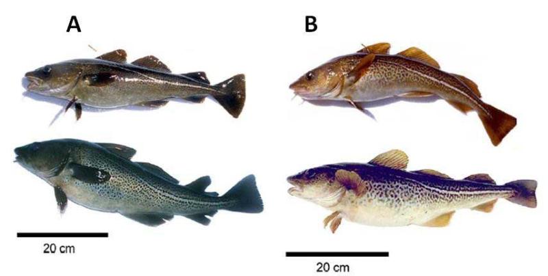 Photographs of four cod, each a different color, different proportion, and overall size.