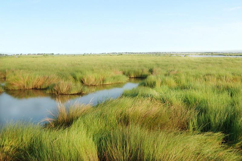Wetlands