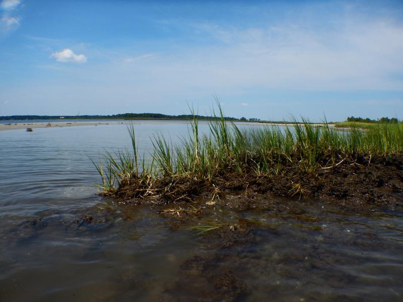 In the foreground, a clump of marsh grass; in the middle, a sandbar; in the background, a wide river.