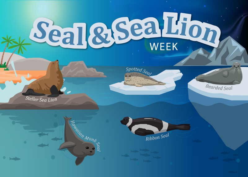 An animation showing several species of seals in their native habitats with the words "Seal & Sea Lion Week" across the top.