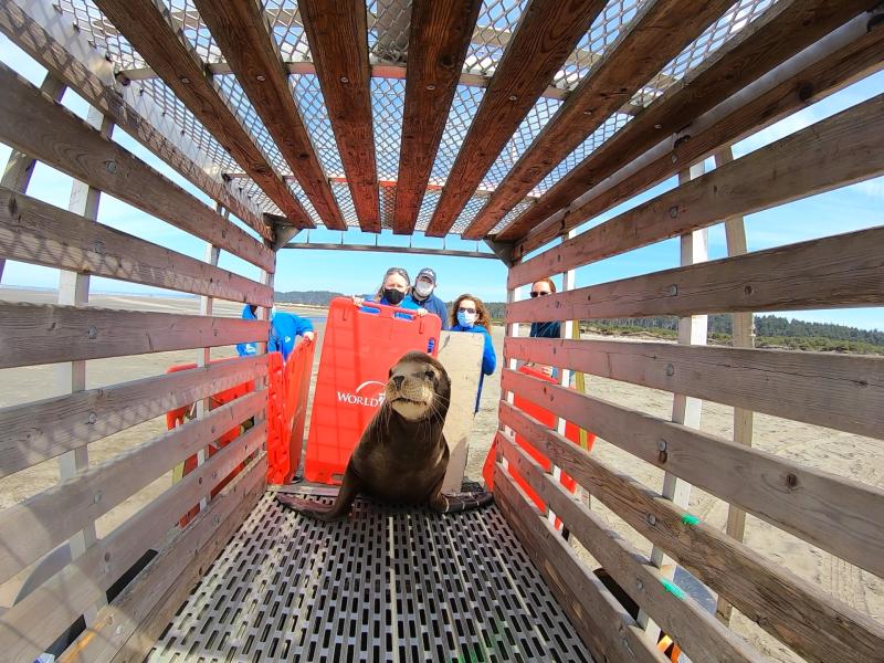 World Vets veterinarians use crowder boards and a transfer cage to capture a sick and emaciated California sea lion for a medical evaluation on the Washington coast. 
