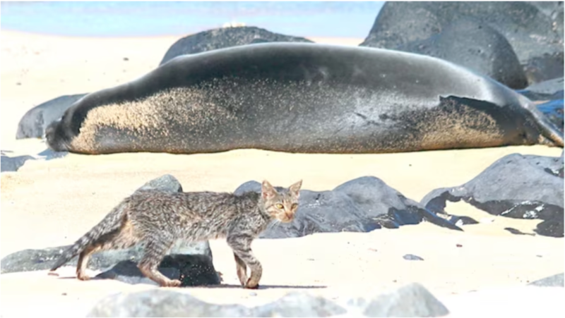 cat near seal