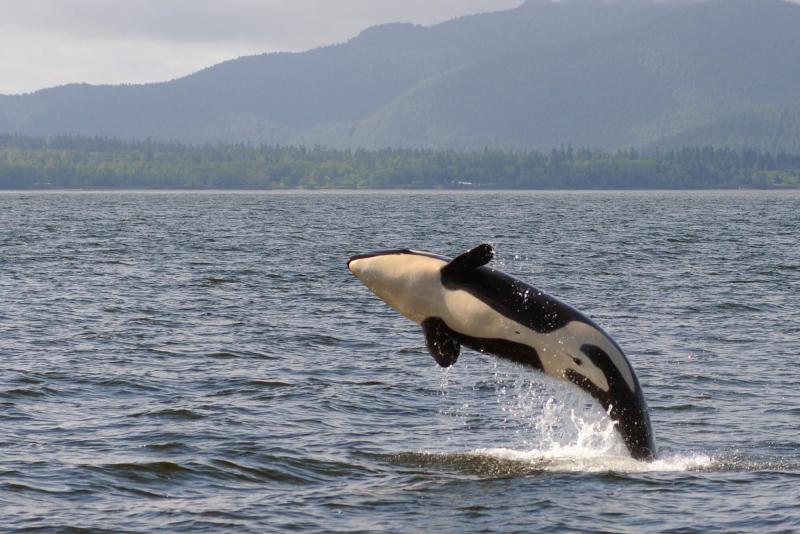 Southern Resident killer whale jumping out of the water