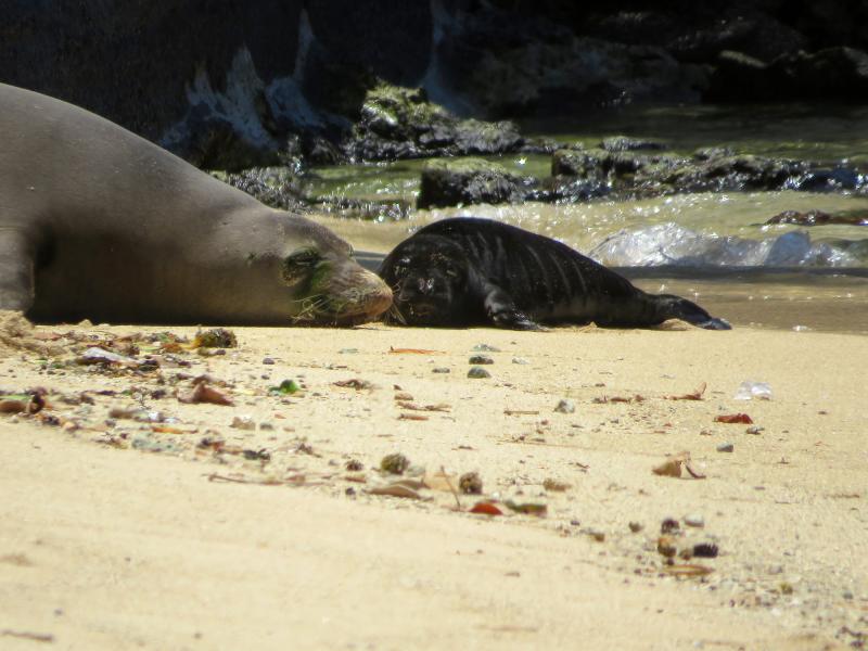 Mother seal with new born pup (in black) resting on a busy beach on a sunny day.