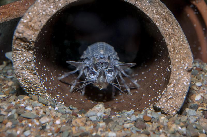 A spikey light blue shrimp in a brown ceramic water pipe on a gravel bottom faces the camera