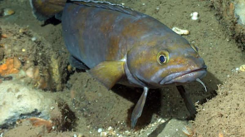  Underwater view of a fish swimming along the rocky ocean floor toward the camera.