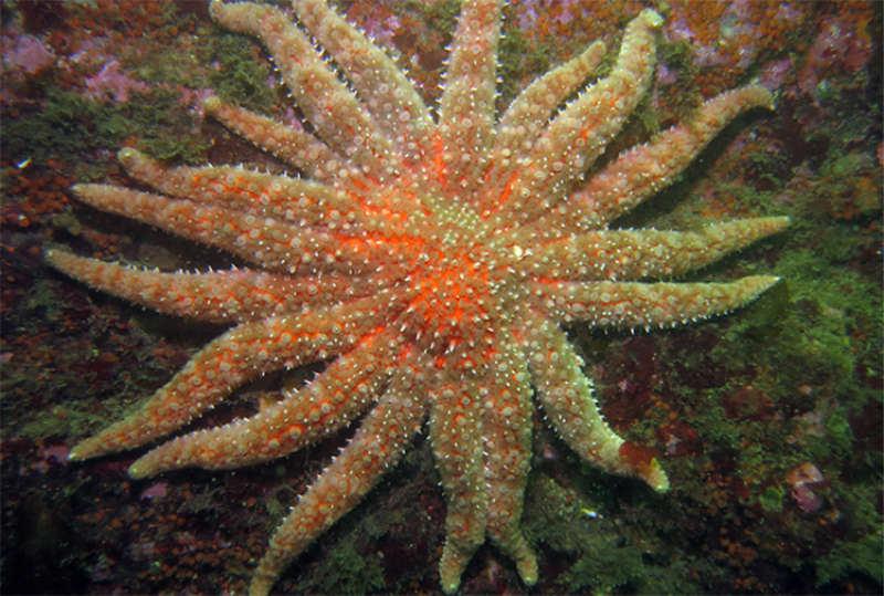 Sunflower sea star