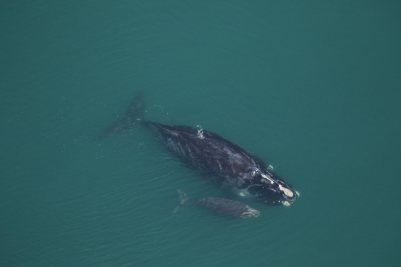 a North Atlantic right whale and it's baby during calving swimming in ocean along the surface.