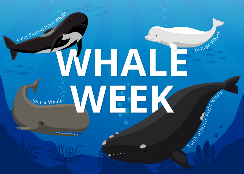 Graphic for Whale Week 2023 featuring illustrations of long-finned pilot whale, sperm whale, beluga whale, and North Atlantic right whale