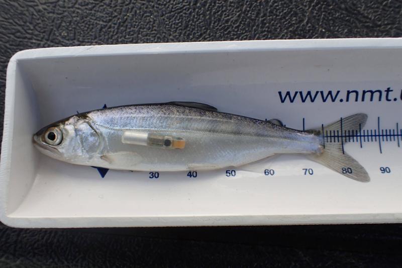 87mm juvenile salmon shown with an approximately 15mm acoustic tag for scale