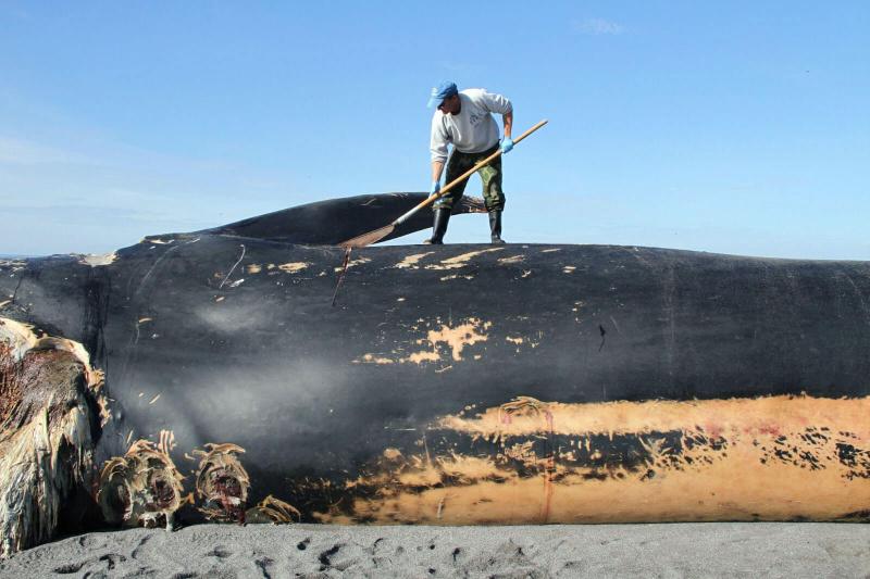 Jim Rice standing atop a blue whale, making an incision