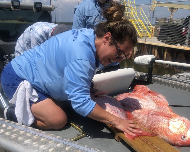 A field sampler with the Alabama Department of Conservation and Natural Resources collects red snapper length and weight as part of Snapper Check dockside validation. 