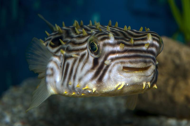 A box-shaped fish covered with delicate spikes that seems to be smiling for eh camera