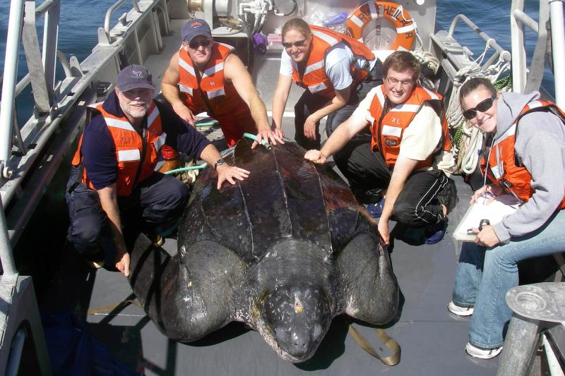 People in orange life vests aboard a vessel posing with a large leatherback turtle