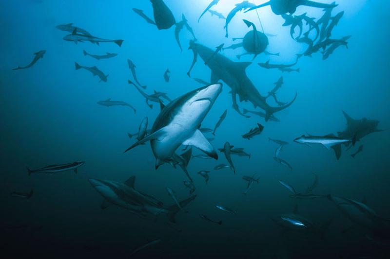 Atlantic blacktip sharks