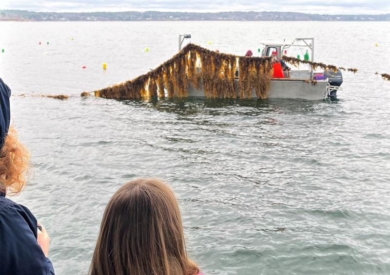 Two people on a boat look out at farmed seaweed being pulled out of the water on a nearby boat.